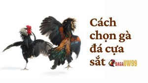 cach chon ga da cua sat