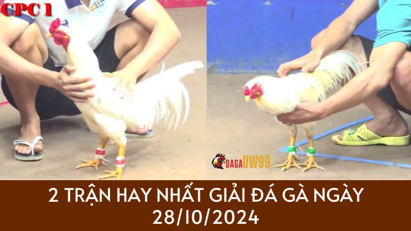 tong hop ga hay 28-10-2024