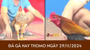 tong hop da ga thomo 29-11-2024