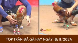 tong hop ga hay 18-11-2024